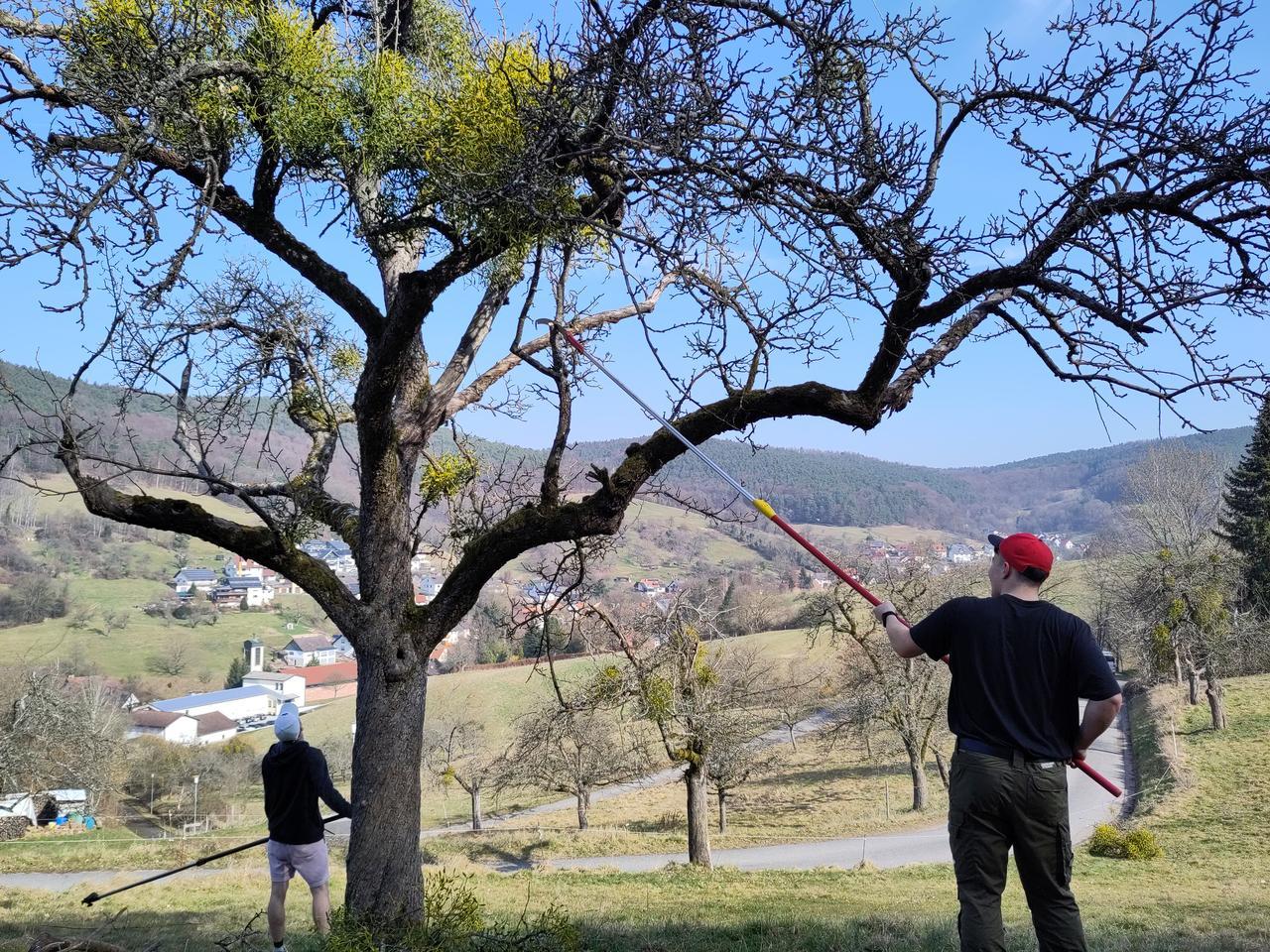 Zusammen Streuobstwiesen retten
