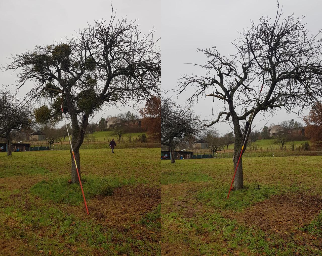 Baum vor und nach dem Schnitt