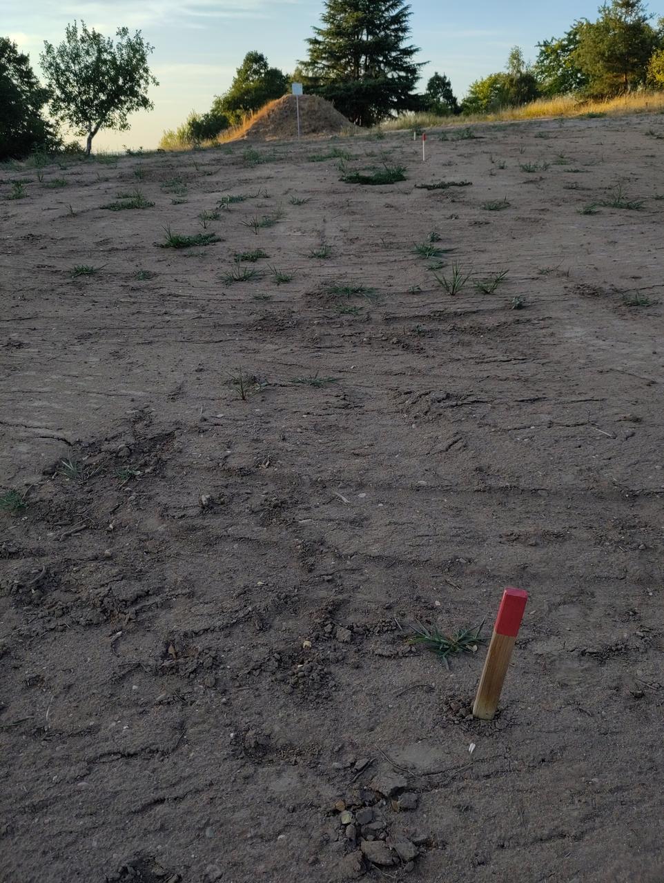 Unsere neue Wiese mit den ersten Markierungen