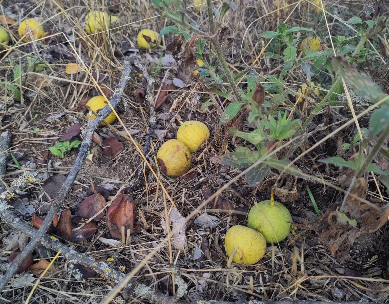Kleine Minibirnen liegen auf dem Rainweg der Musterstreuobstwiese