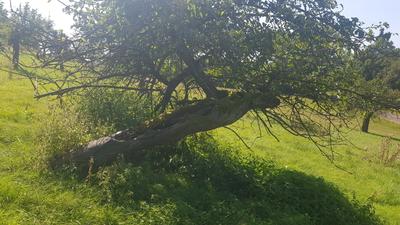 Baum-Veteranen: Warum alte Obstbäume unersetzlich sind