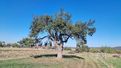 Methusalem