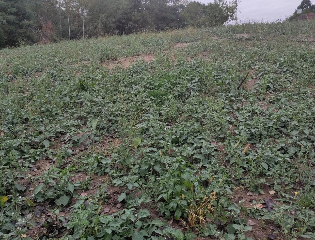 Blick auf die noch unbepflanzte Musterstreuobstwiese